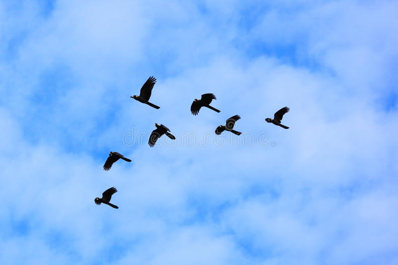 black-cockatoo-birds-flight-seven-glossy-flying-formation-under-cloudy-blue-sky-picture-taken-australian-wildlife-32335307